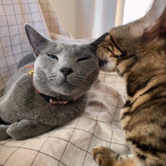 ロシアンブルーのルビーちゃんたち