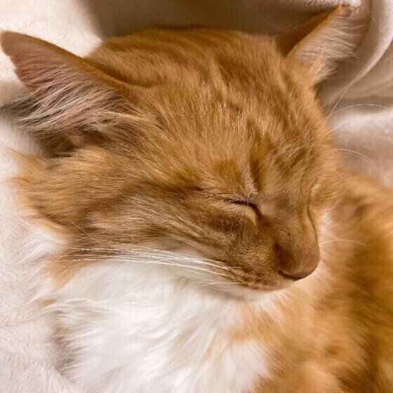 イカ耳をするMIXの男の子