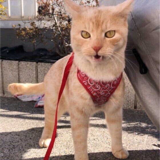 フレーメン反応中のジンちゃん