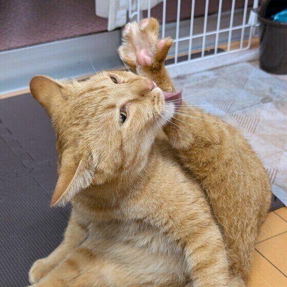 茶トラのはぎくん