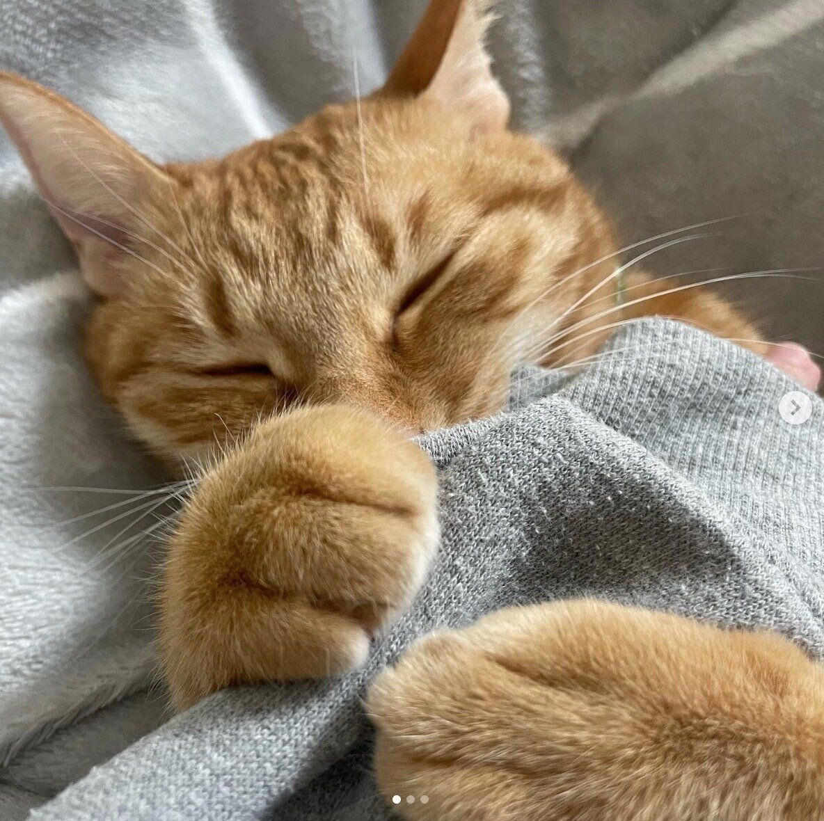 飼い主さんの腕をギュッとしながら眠るうにくん