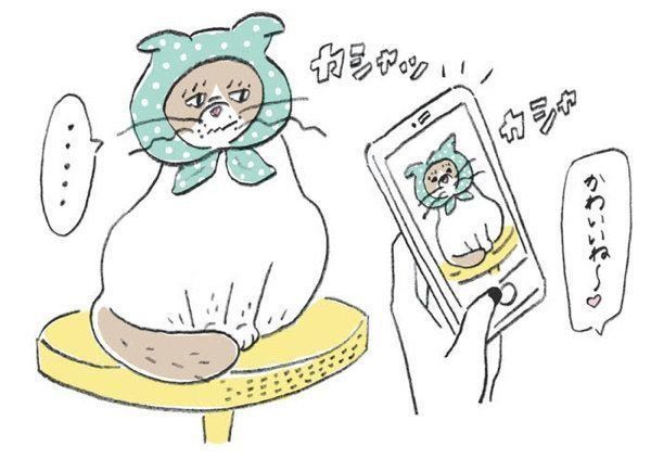 YES or NOが見極めにくい猫の5つの行動やしぐさ