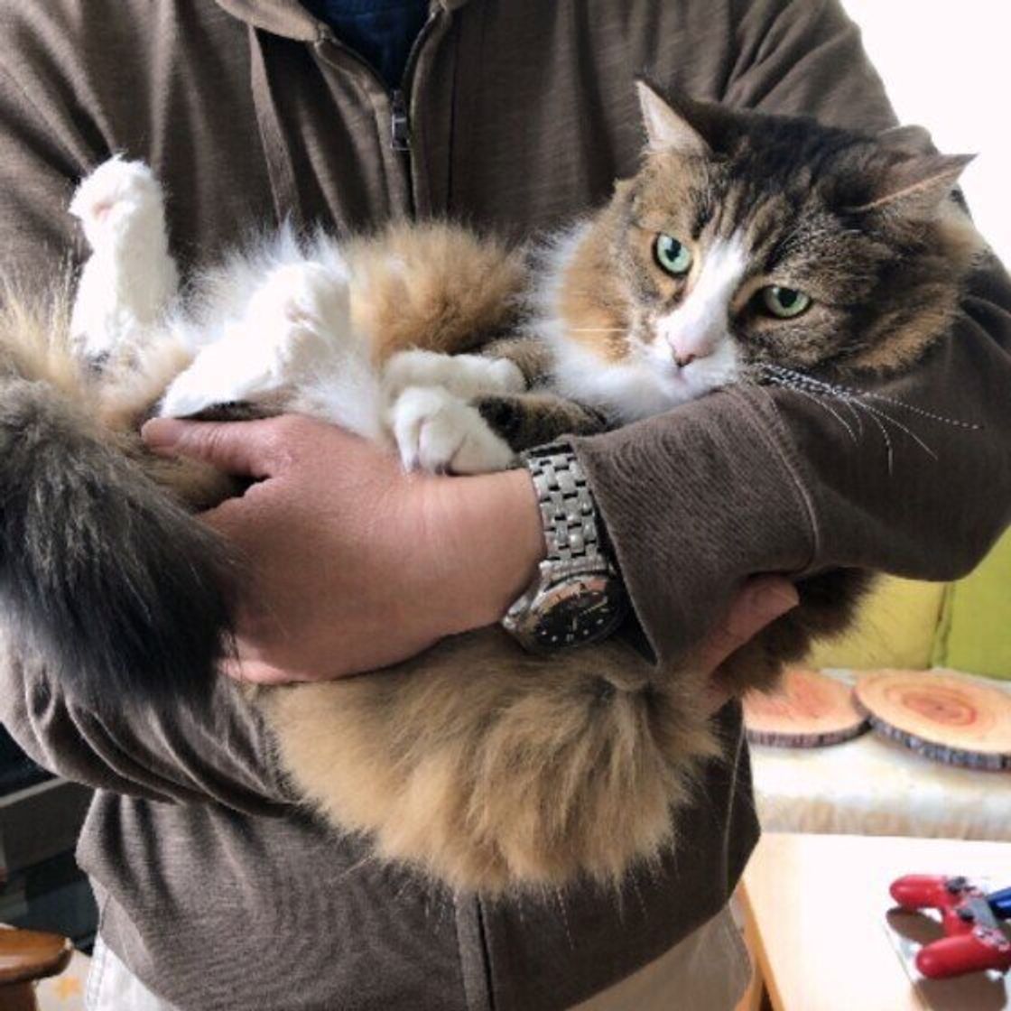 あなたの抱き方 実は嫌がっているかも 猫が喜ぶ 抱っこの仕方と心得 ねこのきもちweb Magazine あなたの抱き方 実は嫌がっているかも 猫が喜ぶ 抱っこの仕方と心得 ねこのきもちweb Magazine