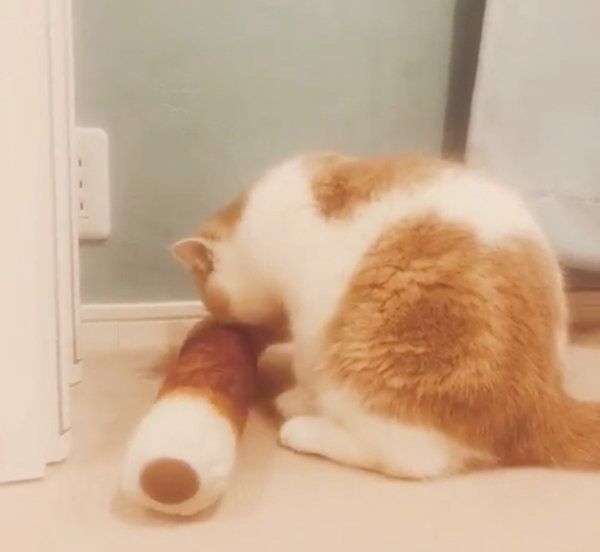 巨大ちくわクッションで遊ぶエキゾチックショートヘア