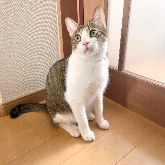 玄関で待機中の五郎くん（MIX茶×白）