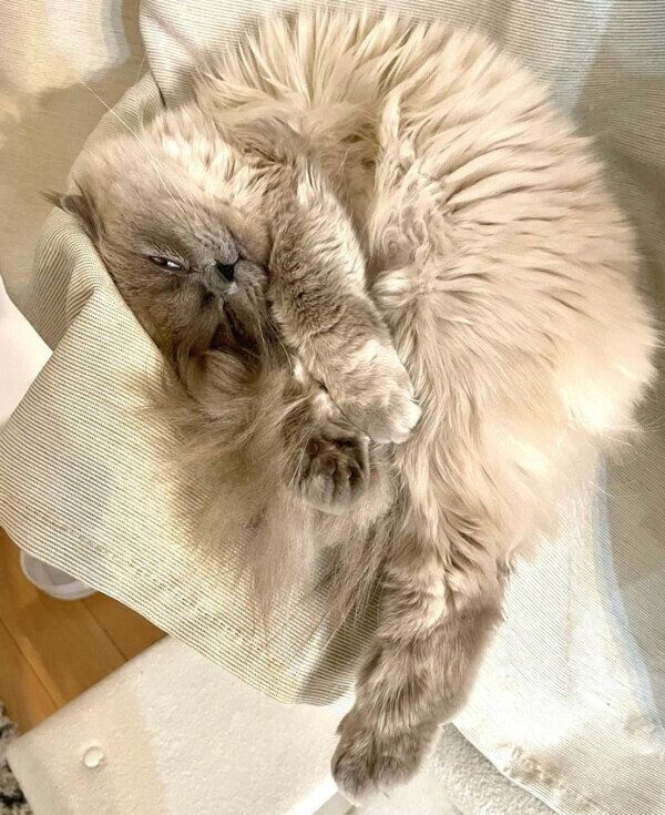 まったりするほたてくん