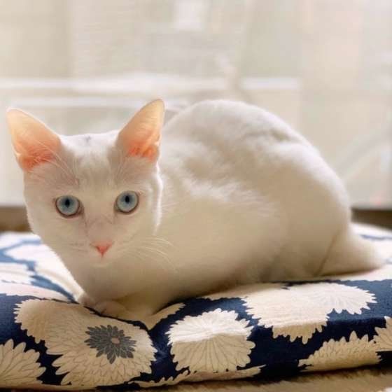 座布団でくつろぐこむぎちゃん