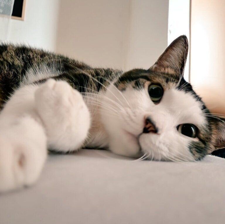 ベッドの上から飼い主さんを見つめる現在のぴこくん