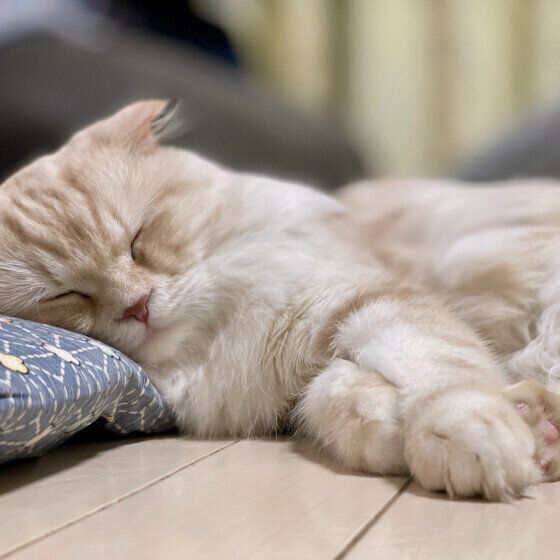 穏やかに寝るみーくん（スコティッシュフォールド）