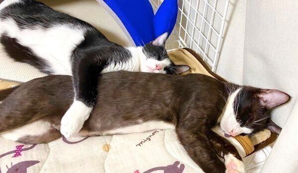 ちゅらちゃんを抱いて眠るラッキーくん