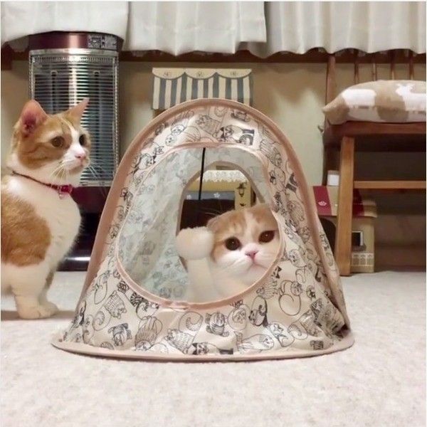 襲撃されるニャンコ