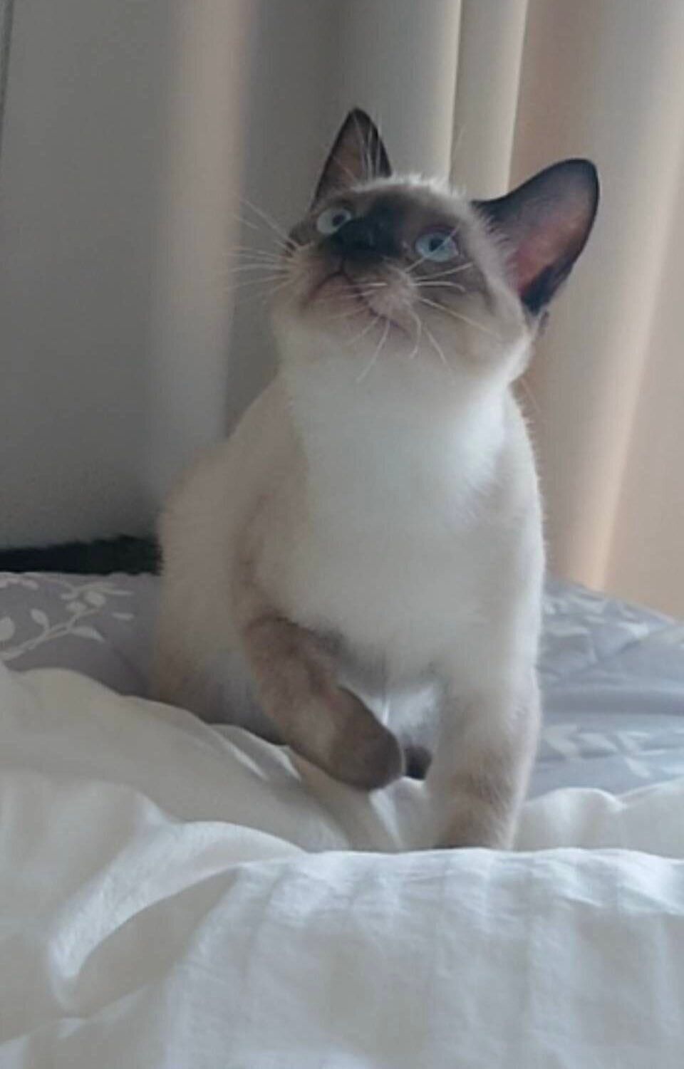 ベッドで遊ぶ生後4カ月の子猫
