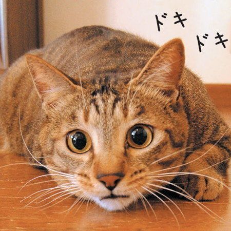 「ねこのきもち」2018年9月号