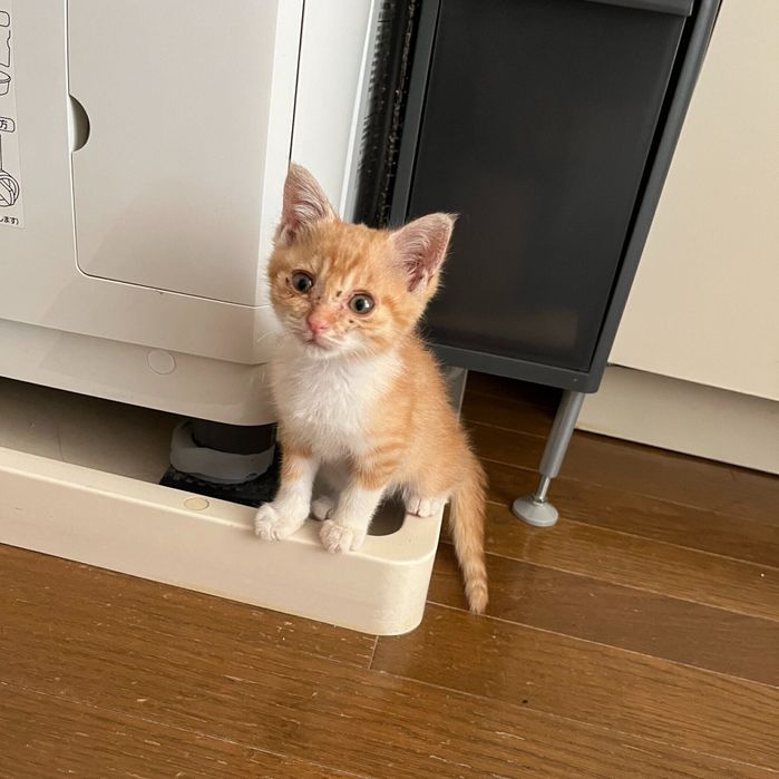 保護3日目のなゆちゃん