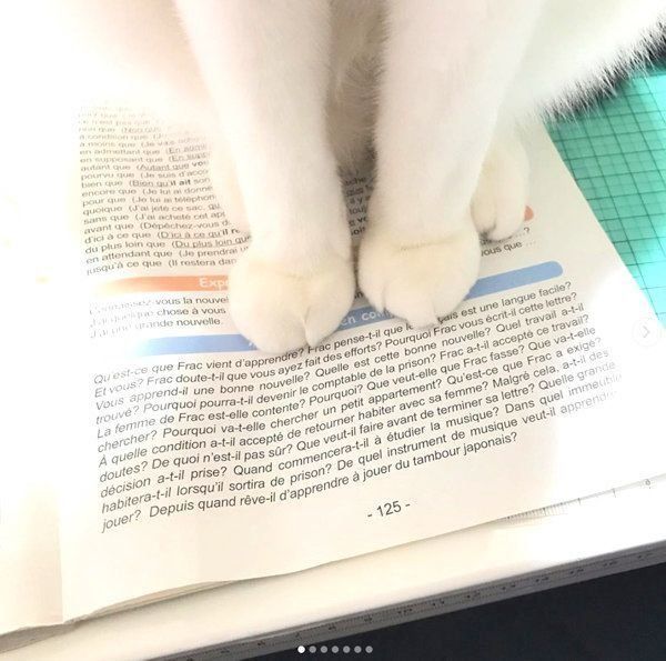 本の上に乗るブランちゃん