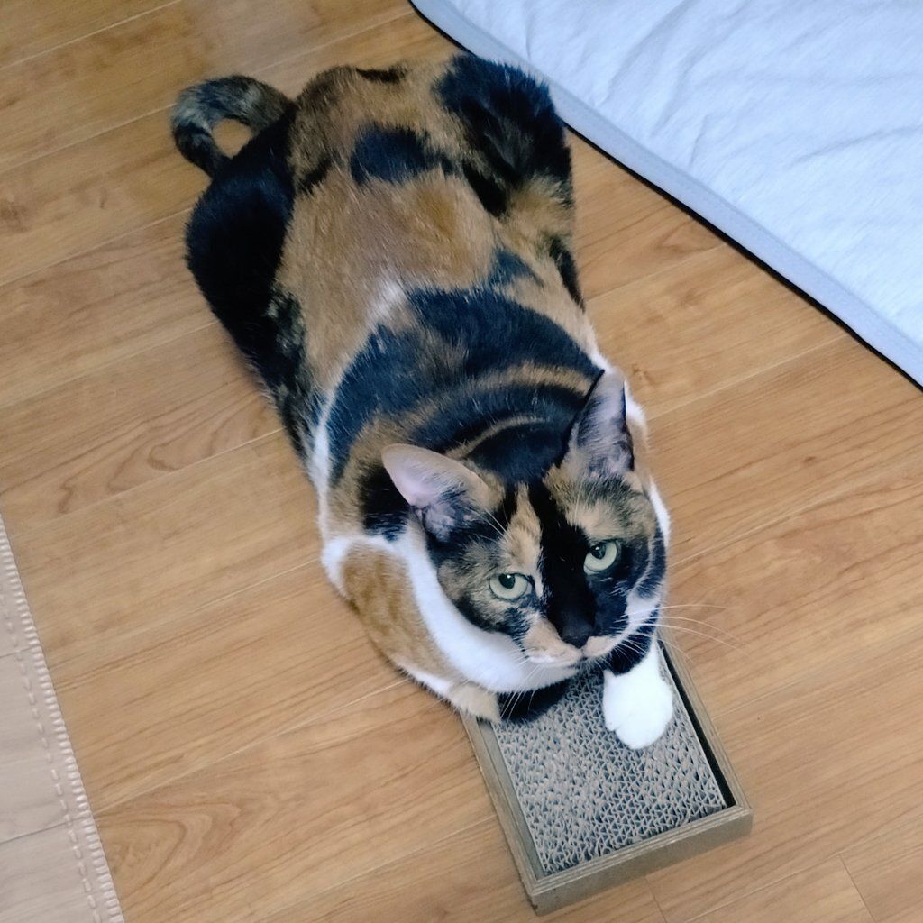 飼い主さんを見上げる猫