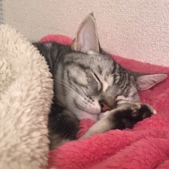 ぬくぬくしているアメリカンショートヘアのめいちゃん