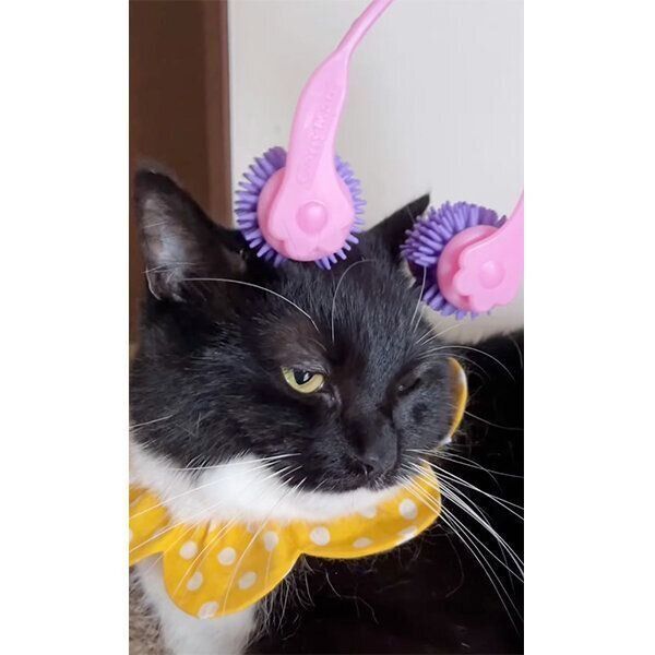 マッサージをしてもらう、うにくん