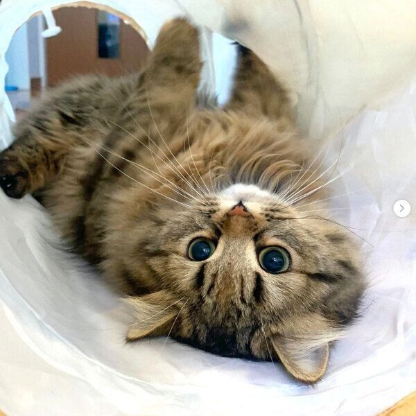 寝転がるロマンちゃん