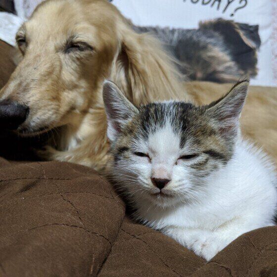 2匹なかよくお眠モード