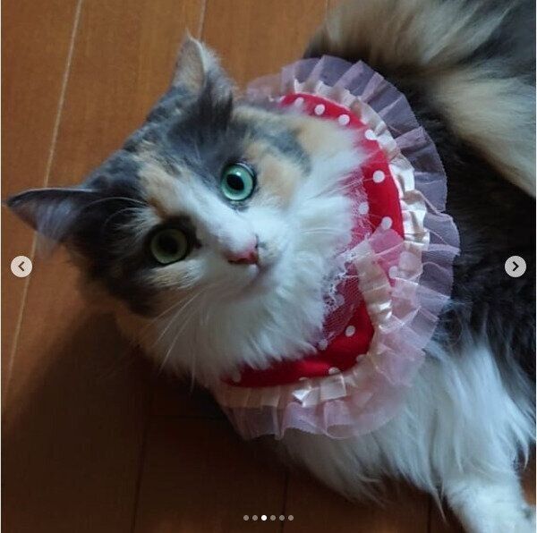 赤いレースの首輪