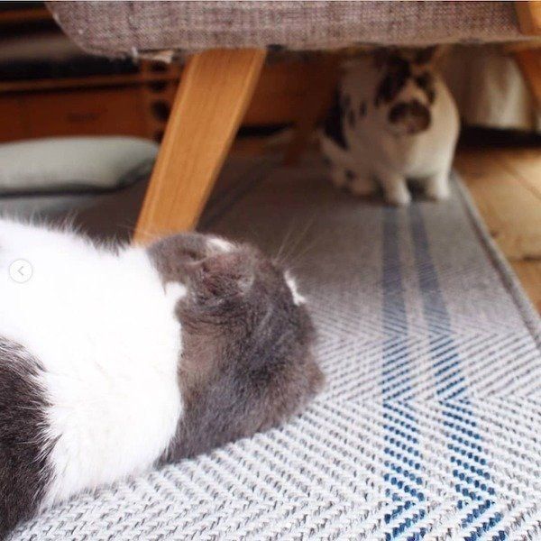 激しい揉み合いをするスコティッシュフォールド