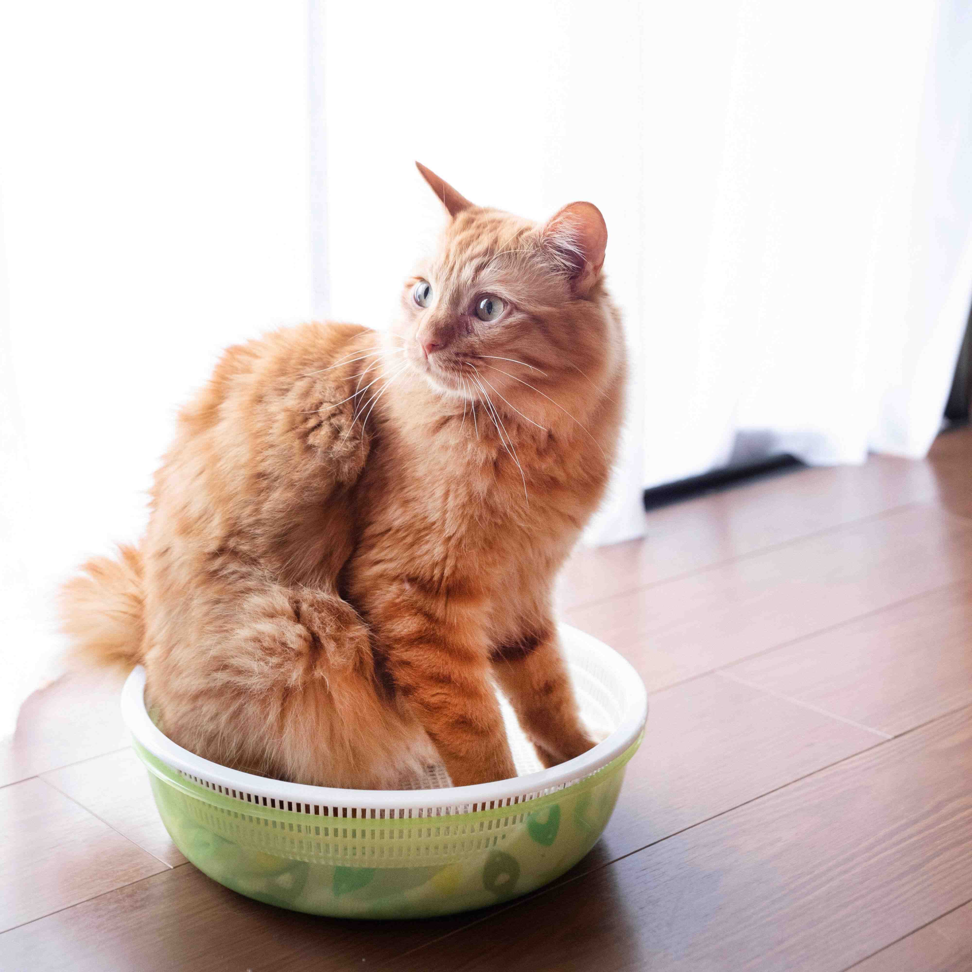 画像／2019年7月号「簡単楽しい　手作り猫グッズ」