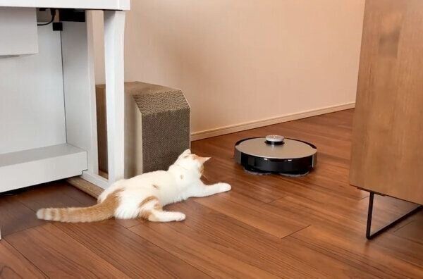 お掃除ロボットの邪魔をする猫たち