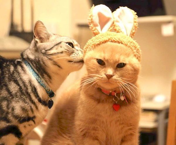 仲良しなアメリカンショートヘアとスコティッシュフォールド