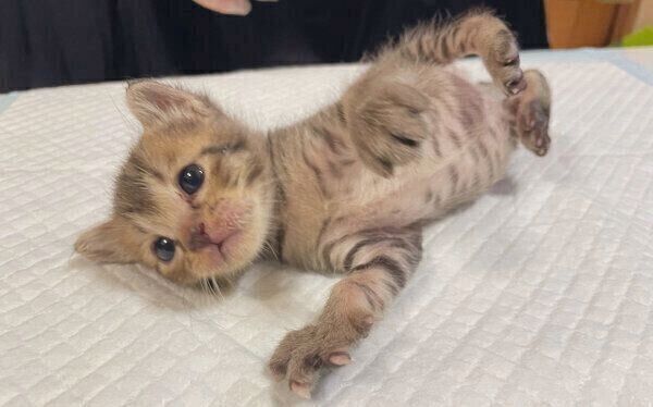 ミルクをたくさん飲んで大満足のあめちゃん