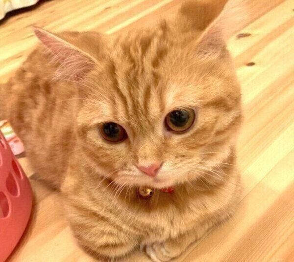 くつろぐぷてぃこちゃん