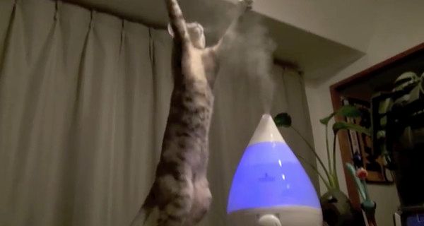 加湿器に興味津々の猫
