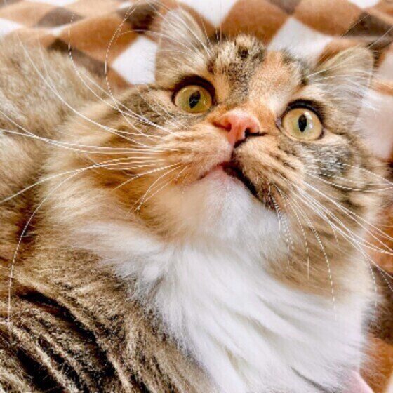 撫でてほしいアピールをするサイベリアン