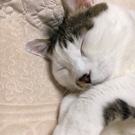 Mix（キジトラ）のカツオくん♪