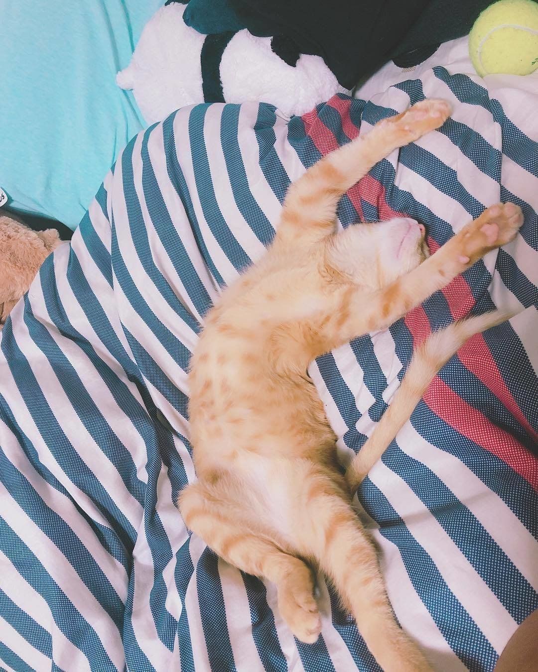 バンザイをして寝ている猫