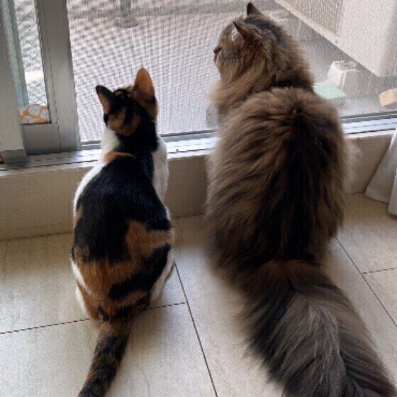 窓の外を見つめる猫たち