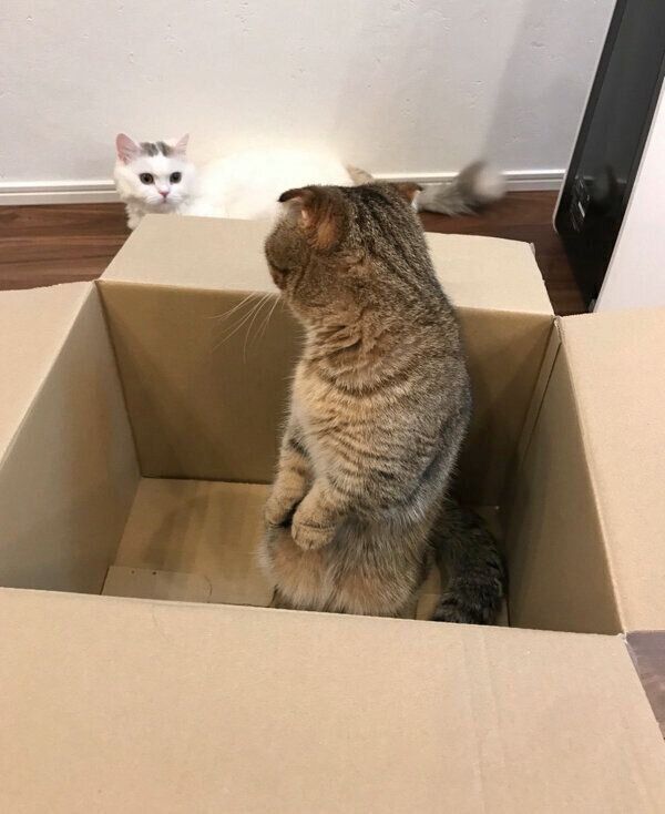 見つめ合うたぬ吉くん、ゆきおくん