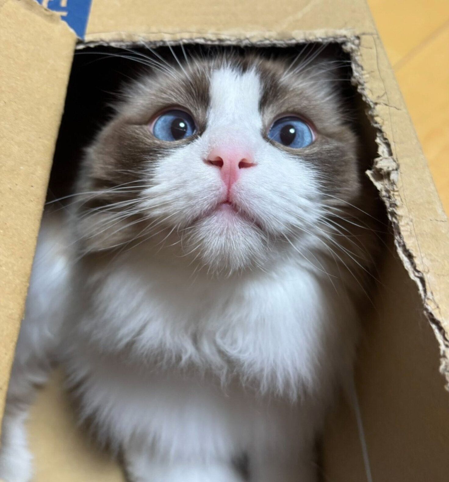 段ボール箱の中に入るにこちゃん