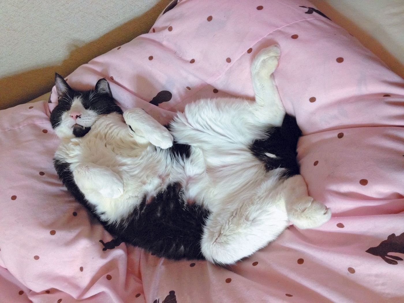 愛猫とのお別れを意識したとき 飼い主さんが考えておきたいこと7つ ねこのきもちweb Magazine 愛猫とのお別れを意識したとき 飼い主さんが考えておきたいこと7つ ねこのきもちweb Magazine