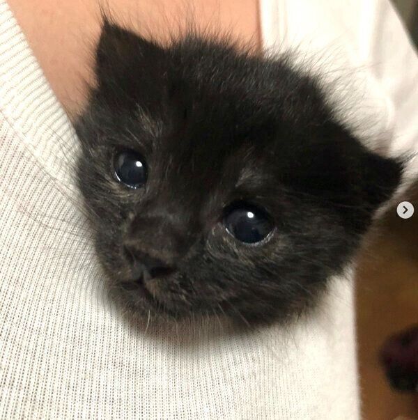 洋服の中に入るもちちゃん