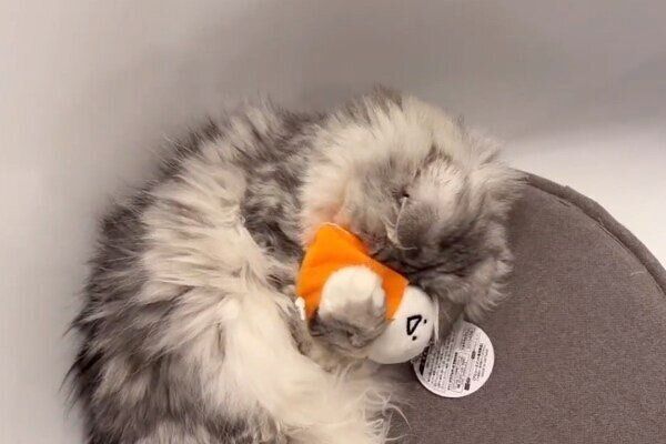 ぬいぐるみを抱きかかえるこゆきちゃん