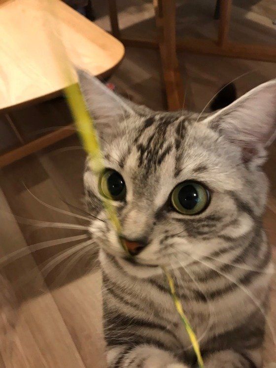 黄色の紐で遊ぶアメリカンショートヘア