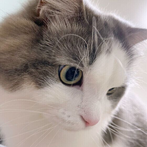 ミックスのラフくん