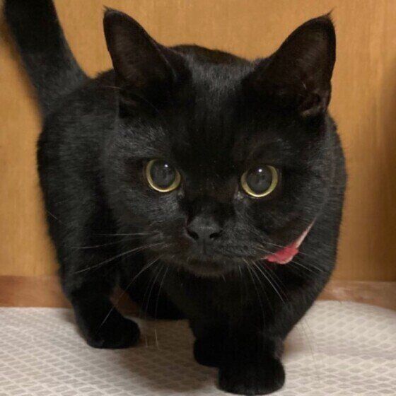 ピンクの首輪の黒猫