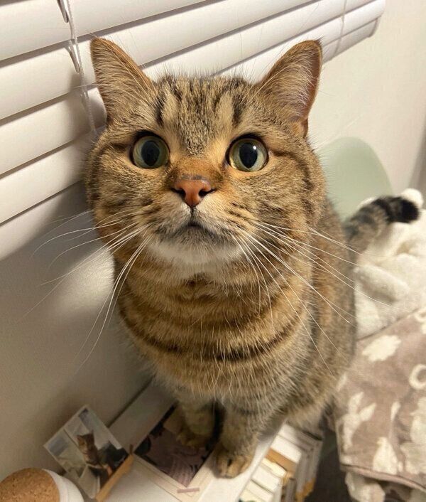 見つめるどんぐりくん