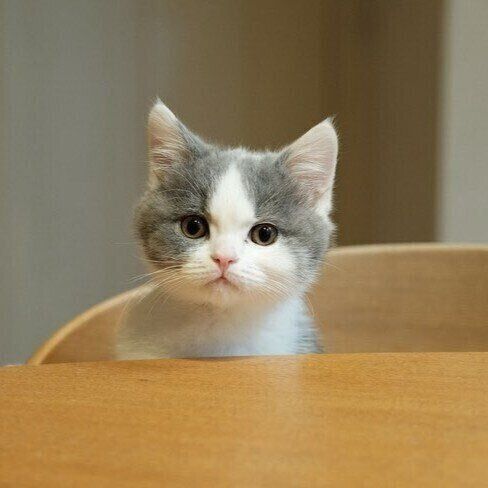 子猫時代のたもすけくん　この投稿には「かわいい」の声が多数