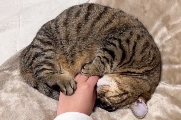 飼い主さんの手を抱きかかえるもなちゃん