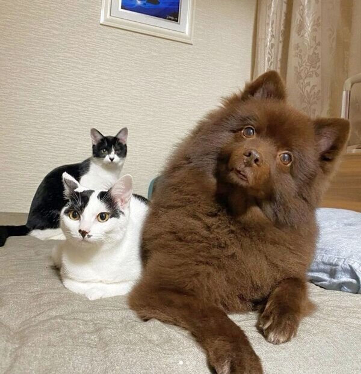 先住犬の相棒を探すなかで出会った保護猫兄妹 家族に迎え うちにきてくれてよかった と思う日々 ねこのきもちweb Magazine 先住犬の相棒を探すなかで出会った保護猫兄妹 家族に迎え うちにきてくれてよかった と思う日々 ねこのきもちweb Magazine