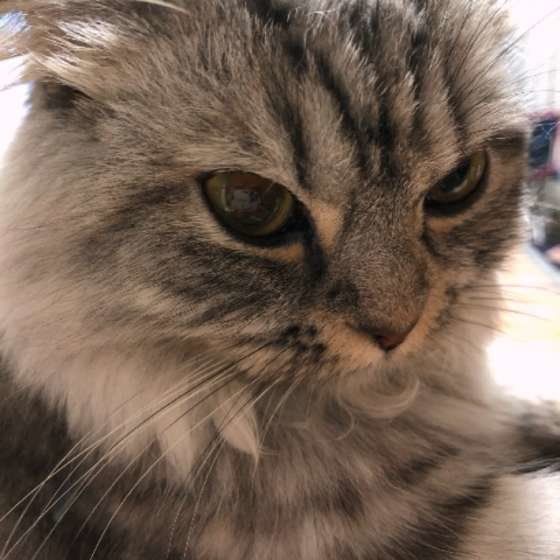 見つめるスコティッシュフォールド