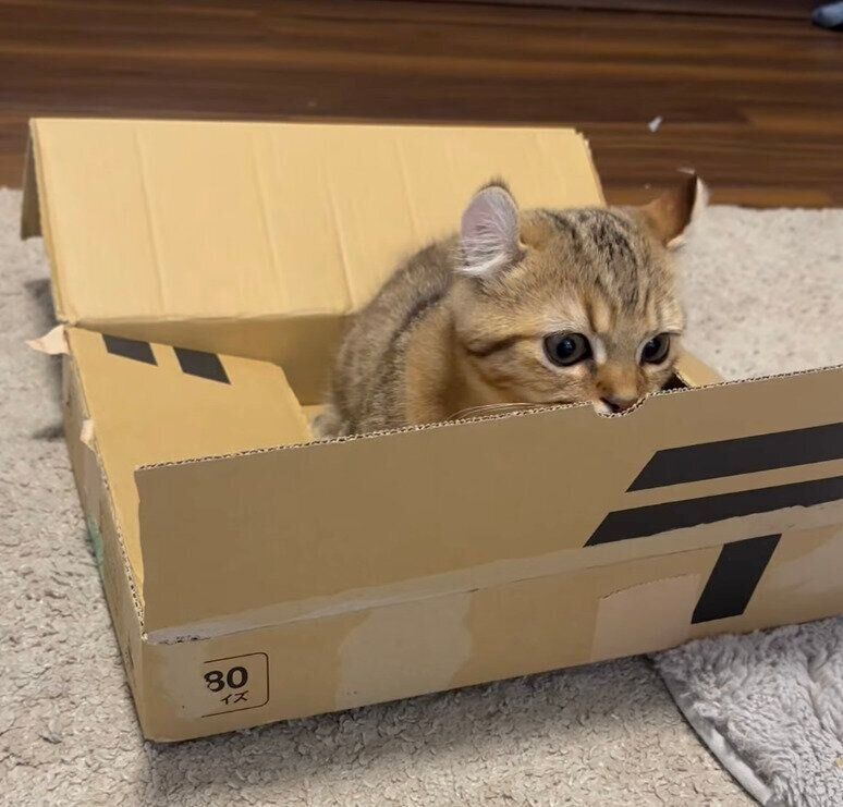 段ボール箱が好きなのりおくん
